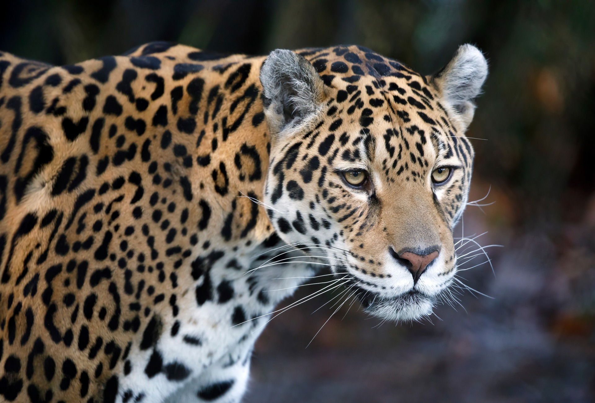 cat:cn2xawwkggq= jaguar